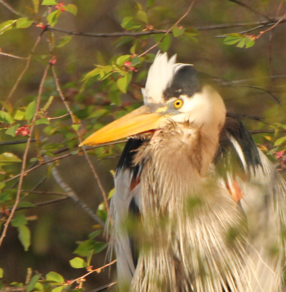 Up close Heron