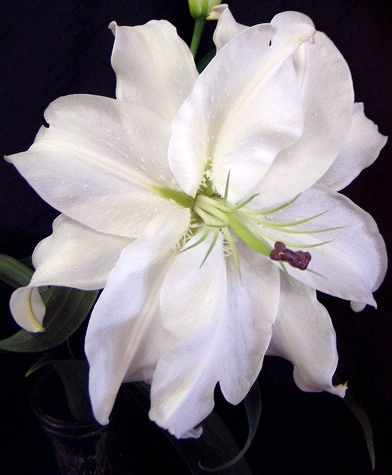 Very rare double lily - fragrant