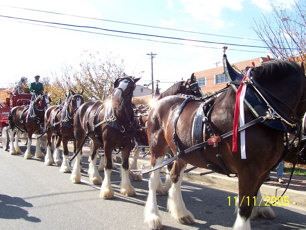 Veteren_s_Day_parade_2005_012