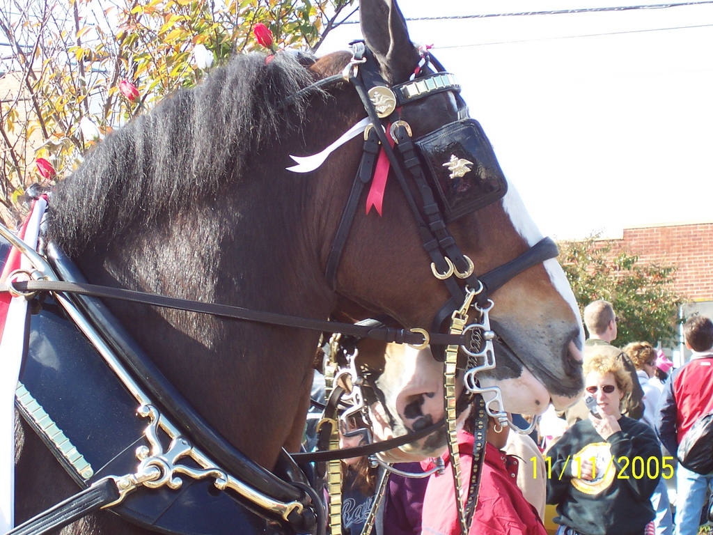 Veteren_s_Day_parade_2005_022