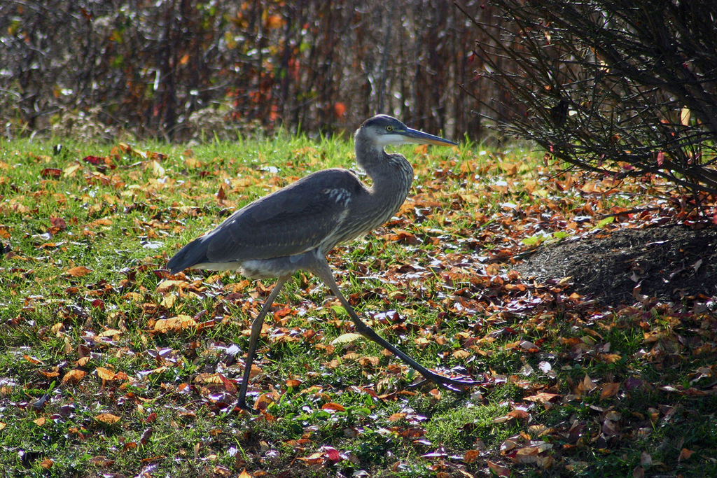 Walk in the Park