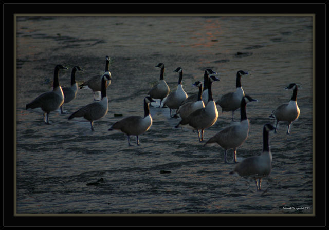 Walking on Ice