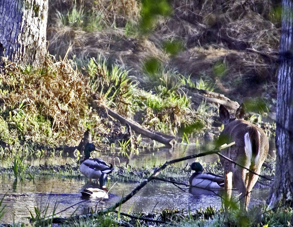 Walking With Ducks