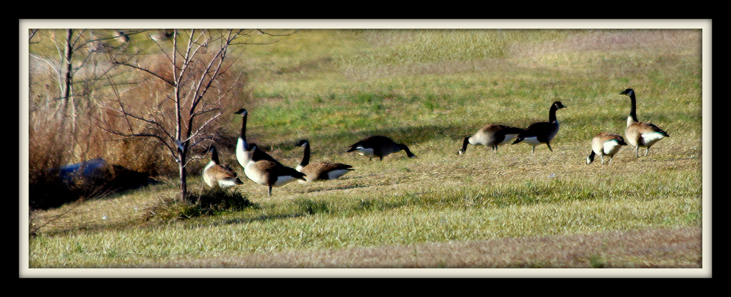 Water fowl