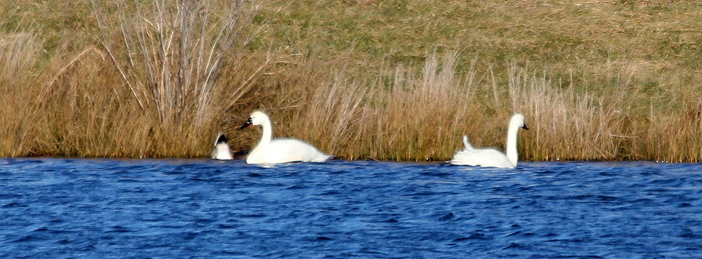 Water fowl