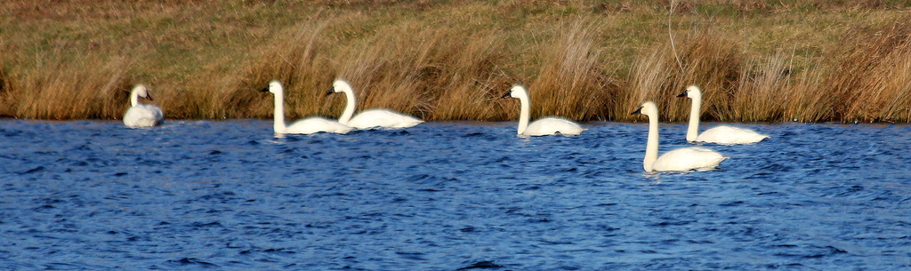 Water fowl