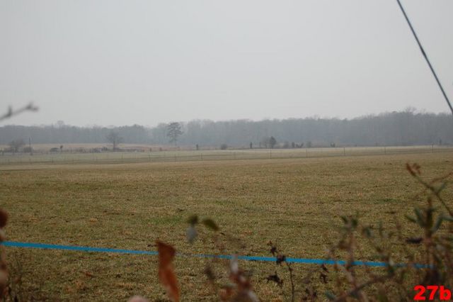 Where the Belvedere cows really grazed, on Millison's farm just south of th