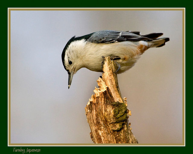 White Breasted Nuthatch