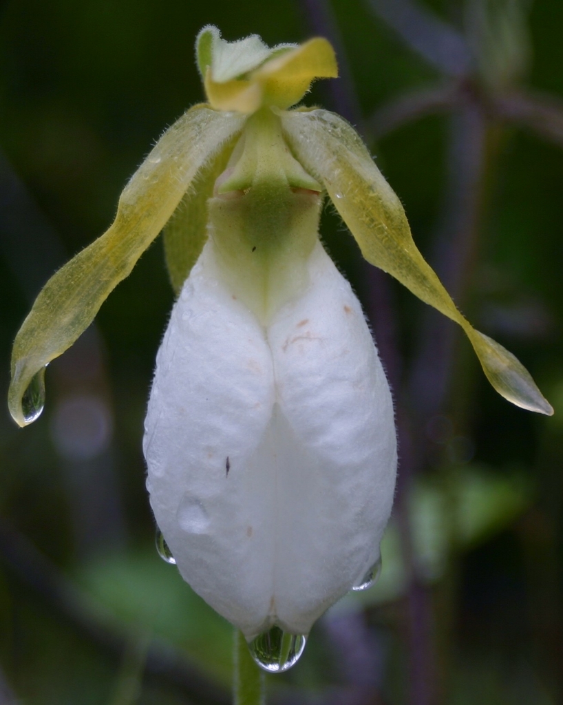 White Lady Slipper