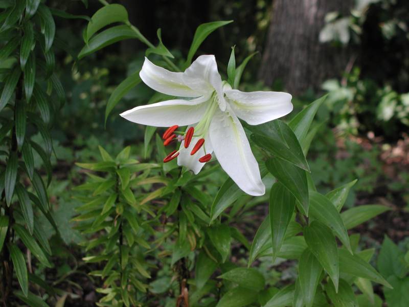 White Lily