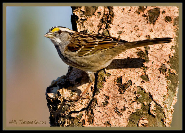 White Throated Sparrow