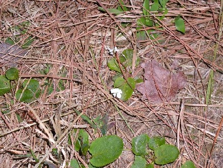 White violets carpeting the path