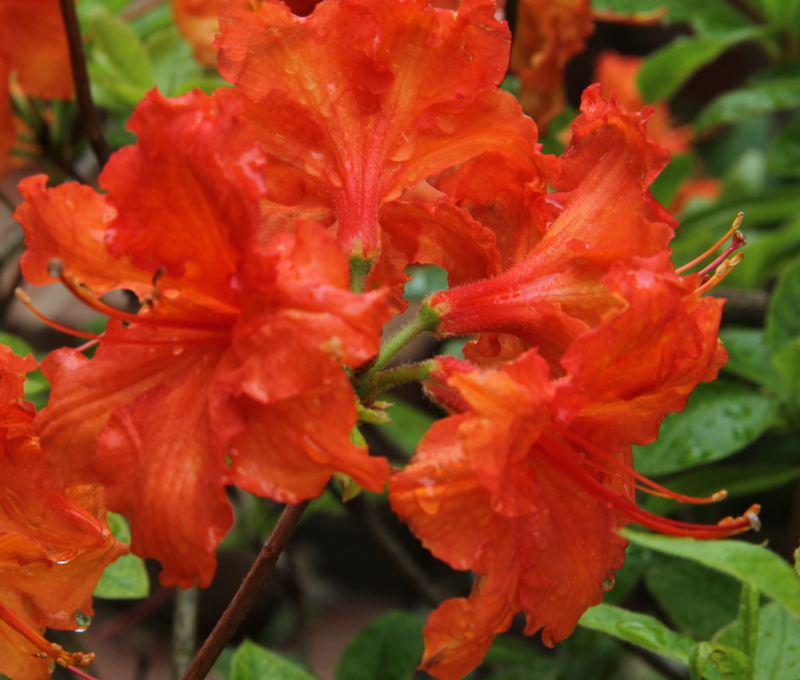 Wild Azalea