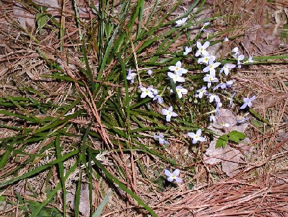 Wild flowering grass