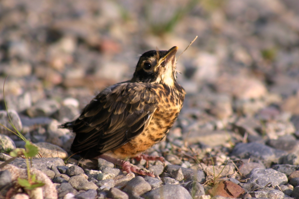 Windblown Bird