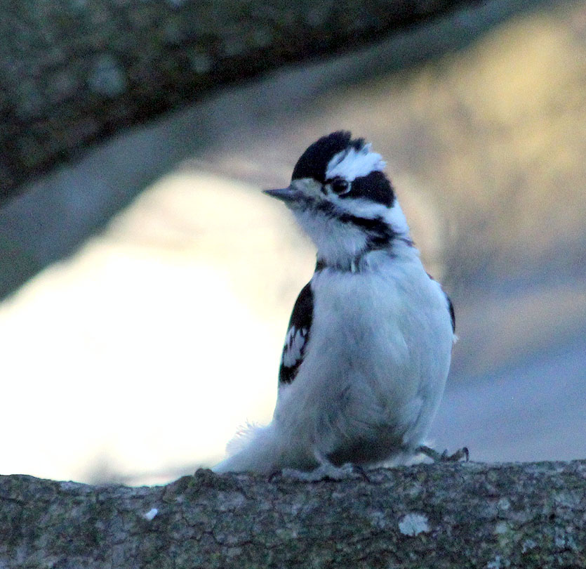 Woodpecker Day