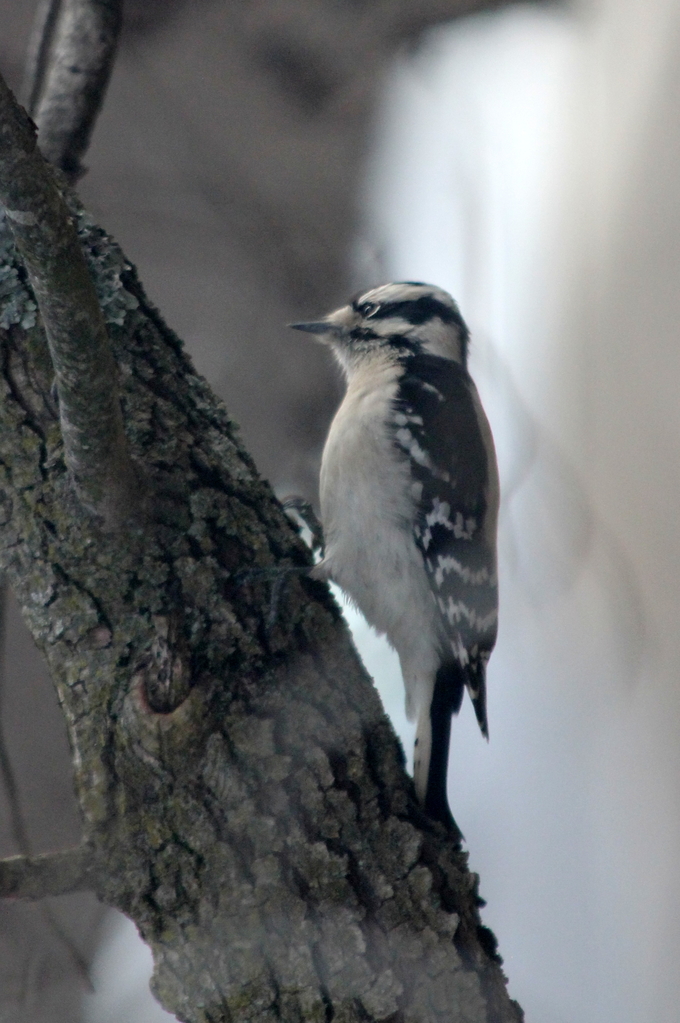 Woodpecker