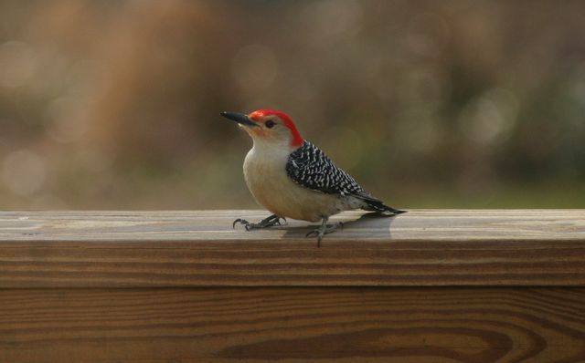 woodpecker5