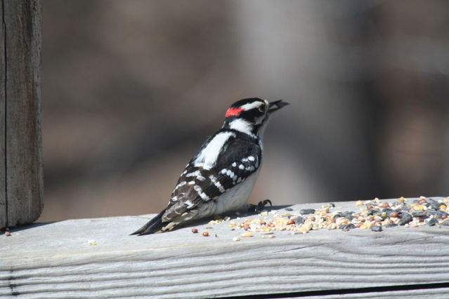 yellow bellied sapsucker