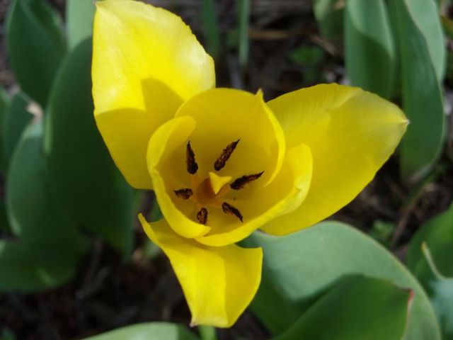 Yellow Tulip