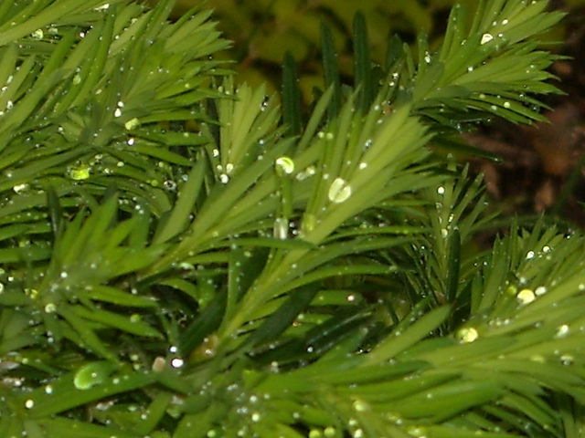 Yew in the Rain