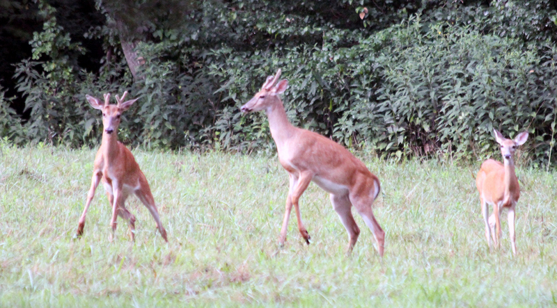 Young Bucks