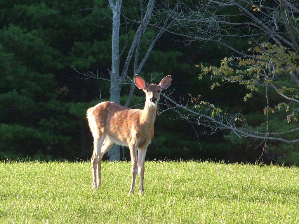 Young Deer in New York